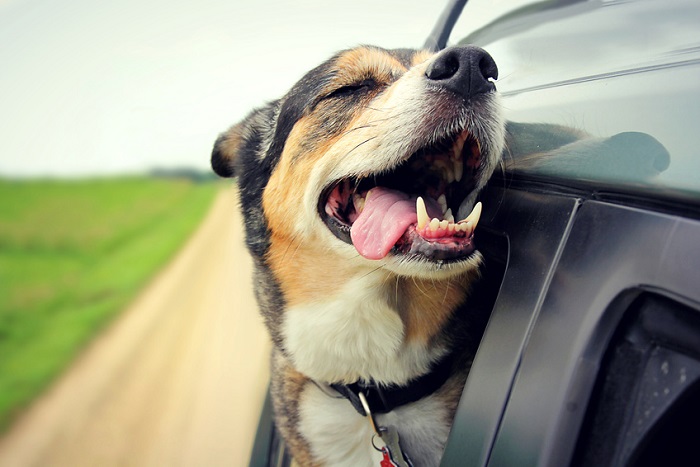  Nissan presenta el concepto de automóvil Dog-Friendly